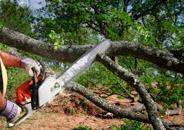 Why Choose Our Tree Removal Services in Atkinson, IL?